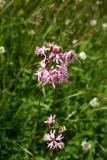 Lychnis flos-cuculi RCP6-2013 429.JPG